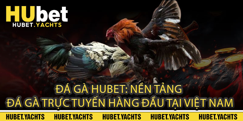 ĐÁ GÀ HUBET: Nền Tảng Đá Gà Trực Tuyến Hàng Đầu Tại Việt Nam